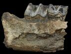Fossil Rhino (Stephanorhinus) Partial Lower Jaw - Germany #45374-1